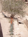 Petra (40)